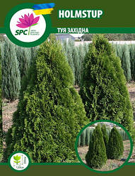 Туя західна Holmstup