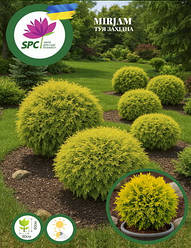 Туя західна Miriam