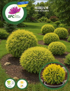 Туя західна Miriam, фото 1