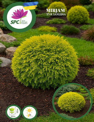 Туя західна Miriam, фото 2