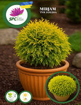 Туя західна Miriam, фото 3