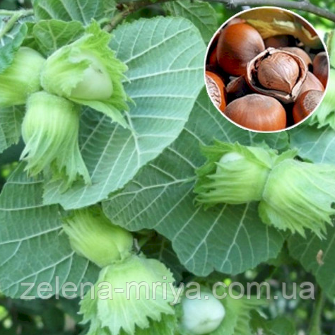 Фундук Каталонський 2-х річний, фото 1