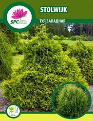 Туя західна Stolwijk
