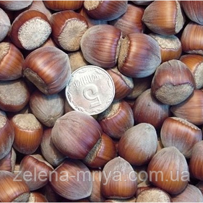 Фундук "Шедевр" 2-х річний, фото 1