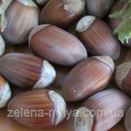 Фундук "Ламберта (червонолистий)" 2-х річний, фото 1