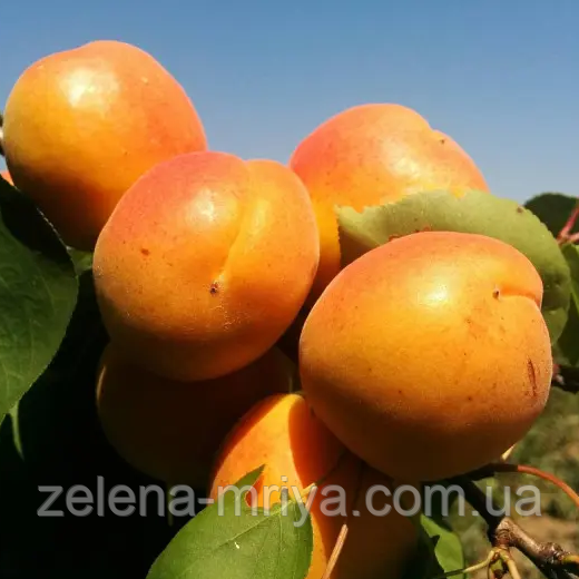 Абрикос "Поліський великоплідний" (середнього терміну дозрівання), фото 1