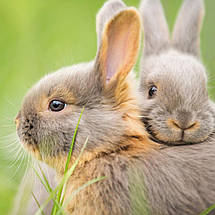 Металевий 8-панельний манеж Petlux для дрібних хатніх тварин із дахом — висота 55 см, фото 4