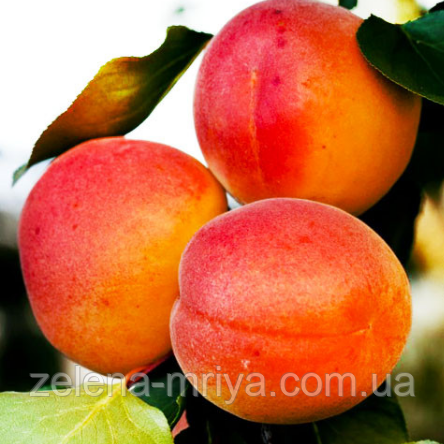 Абрикос "Ерлі Блаш" (раннього терміну дозрівання), фото 1