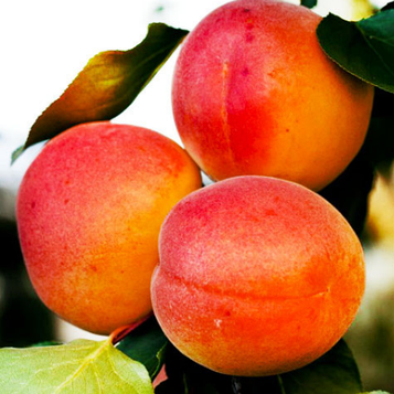 Абрикос "Ерлі Блаш" (раннього терміну дозрівання)