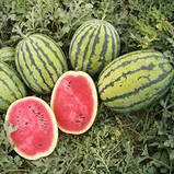 Кавун БЕДУЇН F1 (BEDOUIN) Bejo 50 нас ЗІП, фото 2