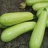 Кабачок Ардендо F1 250 нас Enza zaden, фото 3