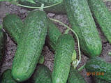 Огірок Меренга F1 250 нас SEMINIS, фото 2