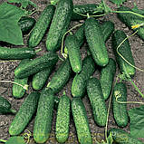 Огірок Меренга F1 250 нас SEMINIS, фото 3