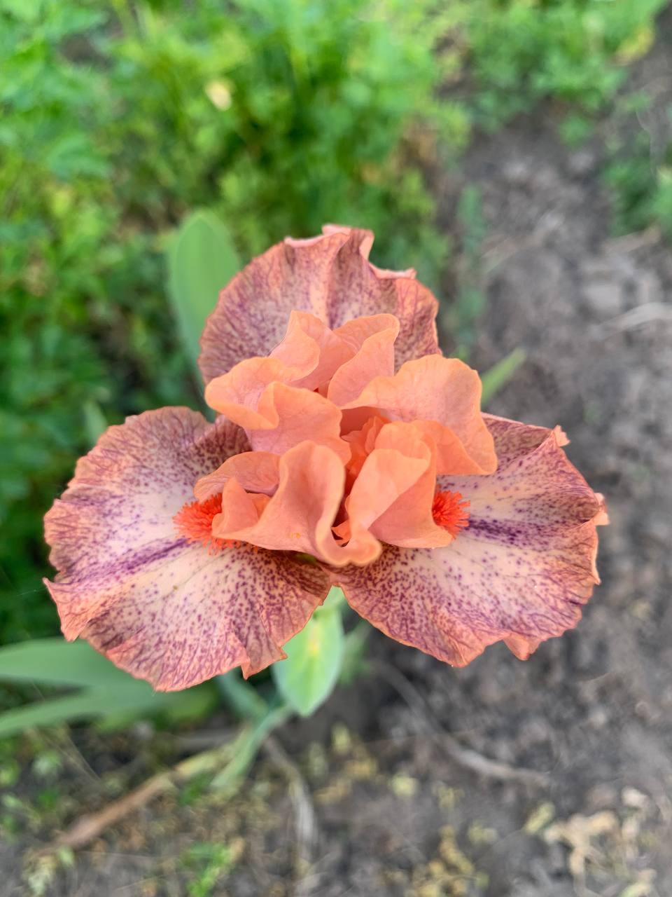 Ірис карликовий “Born to Boogie" 1 шт., фото 1