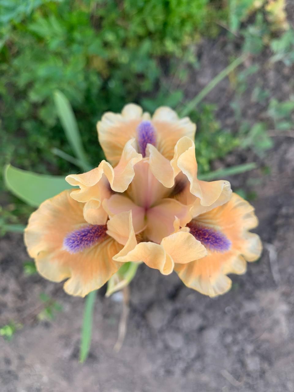 Ірис карликовий  “Believe" 1 шт., фото 1