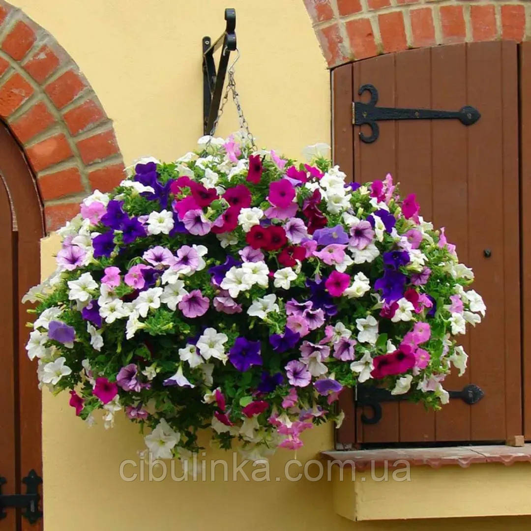 Петунія (сурфінія) Шок Вейв F1 ампельна PanAmerican 5 шт, фото 1
