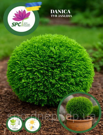 Туя західна Smaragd Gold