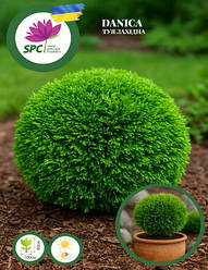 Туя західна Smaragd Gold