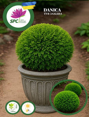 Туя західна Smaragd Gold, фото 2