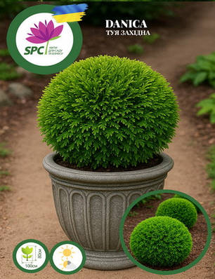 Туя західна Smaragd Gold, фото 1