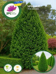 Туя західна Spiralis