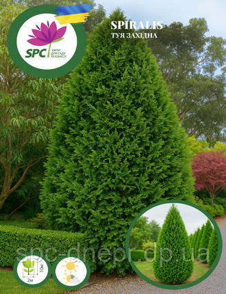 Туя західна Spiralis, фото 1