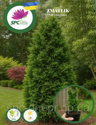 Туя західна Zmatlik