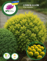 Туя західна Amber Glow