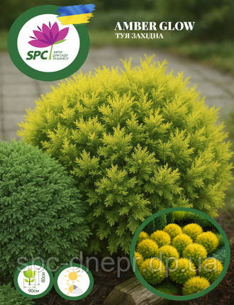 Туя західна Amber Glow, фото 1