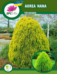 Туя західна Aurea Nana