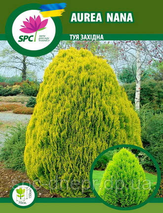 Туя західна Aurea Nana, фото 1