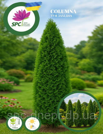 Туя західна Columna, фото 2