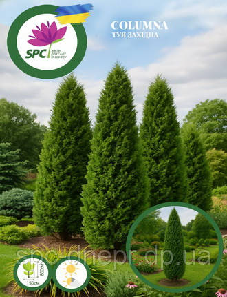Туя західна Columna