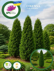 Туя західна Columna