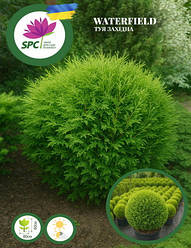 Туя західна Waterfield