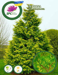 Туя складчаста Zebrina