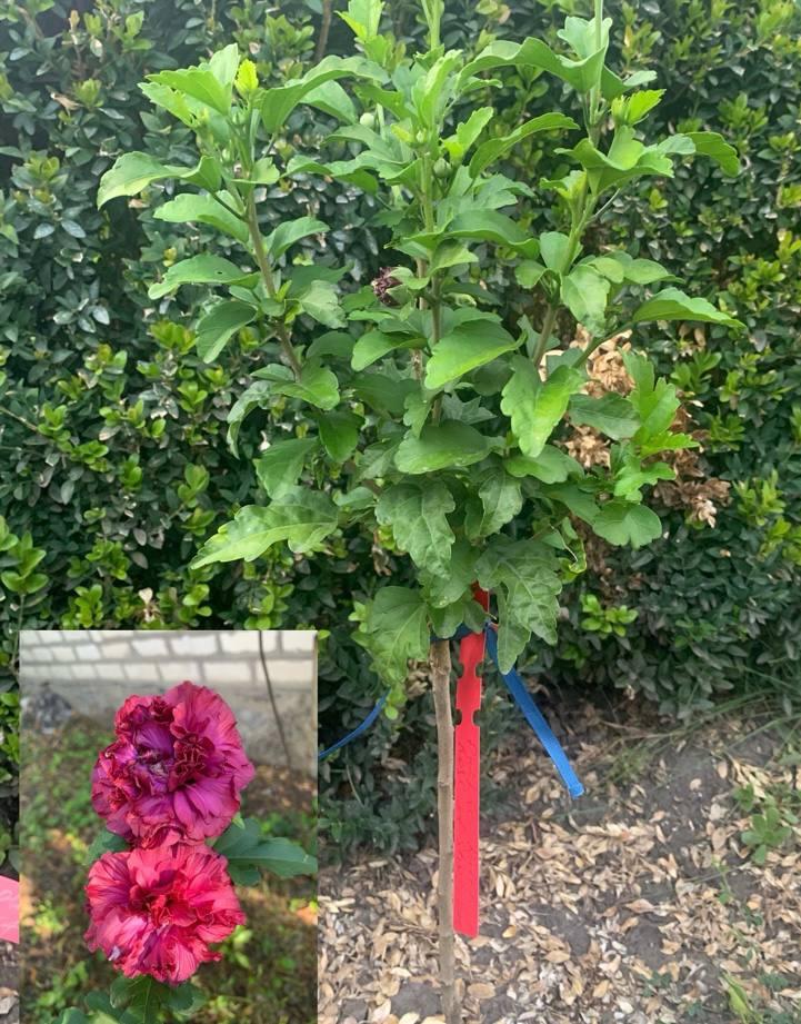 Гібіскус деревовидний  саджанець щеплений трирічний Purple Ruffles Rose of Sharon 1 шт., фото 1