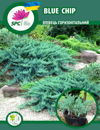 Ялівець горизонтальний Blue Chip