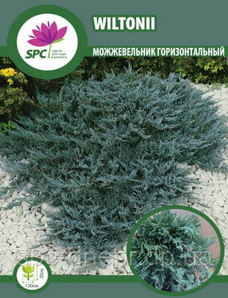 Ялівець горизонтальний Wiltoniii