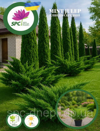Ялівець середній Mint Julep, фото 1