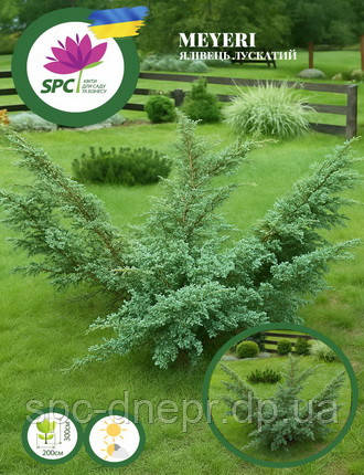 Ялівець лускатий Meyeri, фото 1