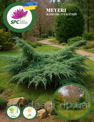 Ялівець лускатий Meyeri, фото 2