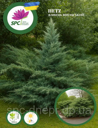 Ялівець віргінський Hetz