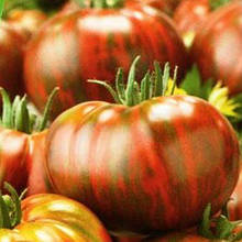 Насіння Томат детермінантний Гном Сорок гномів Енді 15 шт.