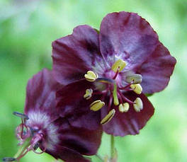 Герань Садова Phaeum Samobor (Самобор), фото 3