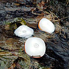 Ліхтар кемпінговий D300 3A battery Naturehike NH16D300-D orange, фото 3