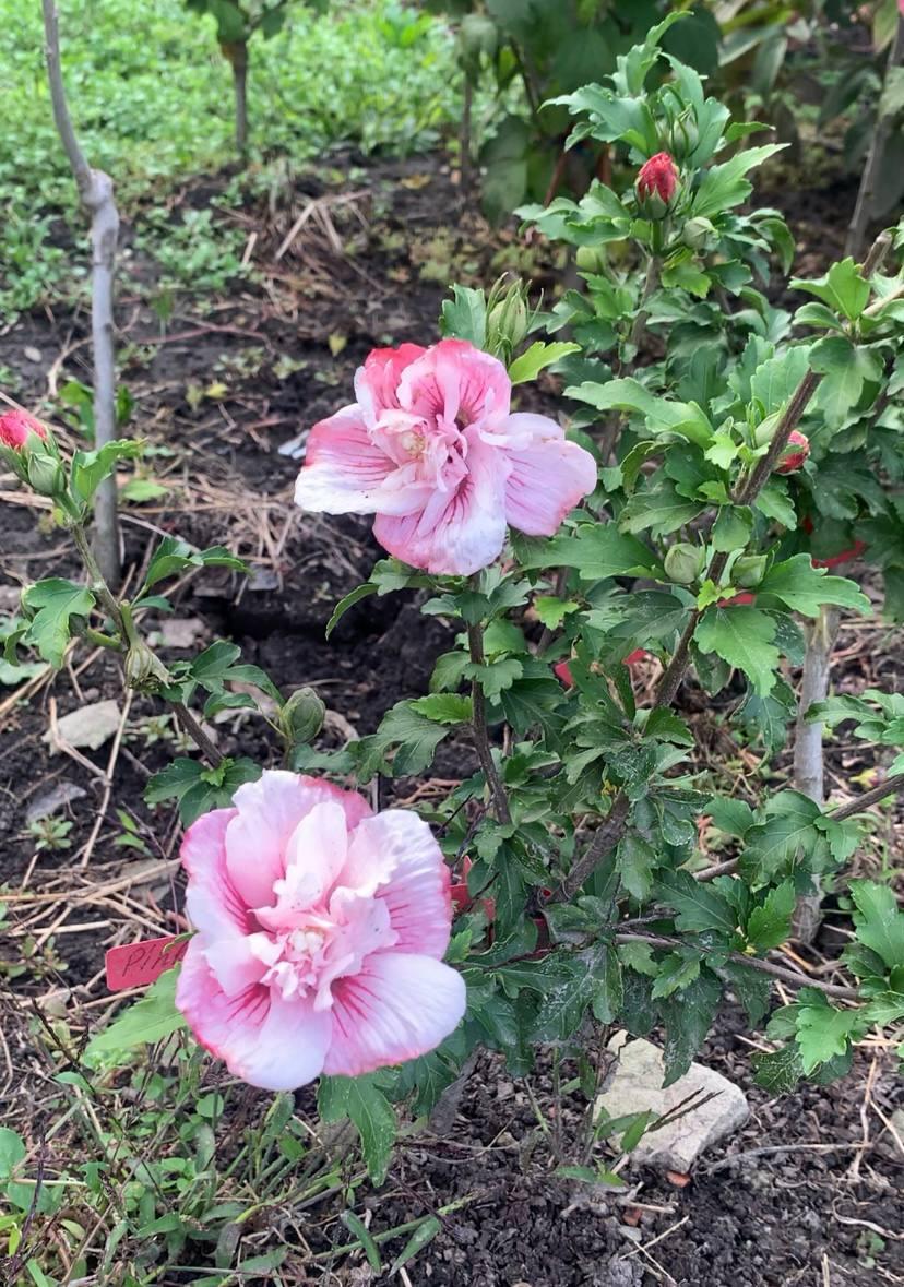 Саджанець щеплений трирічний Pink Chiffon 1 шт., фото 1