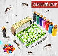 Мурашина ферма Формікарій для мурах Мурашина ферма Набір новачка "Mini-зелень" + Мурахи Messor structor