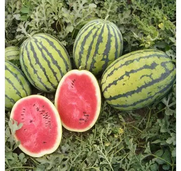 Насіння кавуна Бедуїн F1 (Bedouin F1) Bejo 200 шт, фото 1