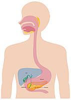 Як покращити роботу підшлункової залози: ефективні поради та натуральні добавки
